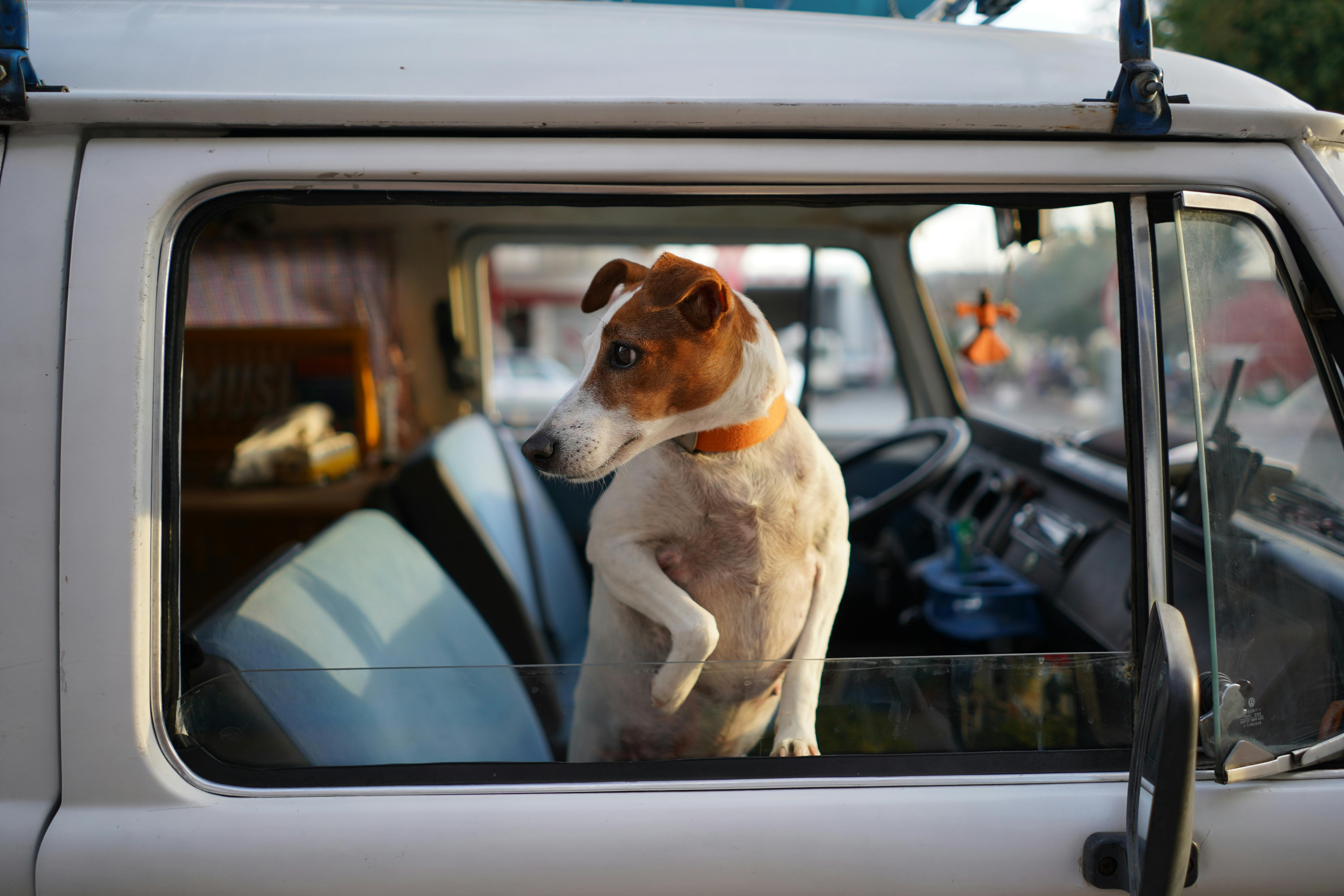 Jack Russell Terrier – kompletny przewodnik po rasie